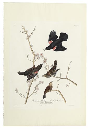 AUDUBON, JOHN JAMES. Autograph Manuscript, unsigned, Plate 67. Red-Winged Starling, working draft for the Ornithological Biography,